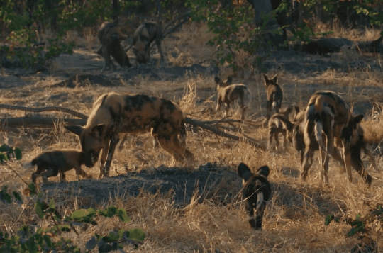 The Relocation of the African Wild Dog